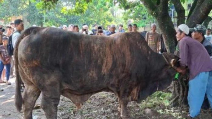 Prabowo Subianto Sumbang 4 Sapi Kurban untuk Warga Kota Bogor