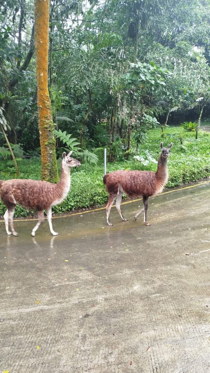 Guanakao Taman Safari Bogor