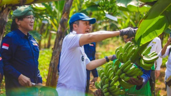 Dedie Rachim Ajak Warga Manfaatkan Lahan Tidur Lewat Budidaya Pisang Jumbo Merah