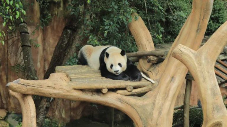 Detik-detik Bersejarah: Taman Safari Indonesia Jalankan Inseminasi Panda Raksasa