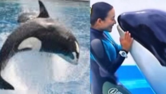 Jessica Dimakan Paus Orca, Heboh Video yang Ternyata Hanya Hoaks Ciptaan AI