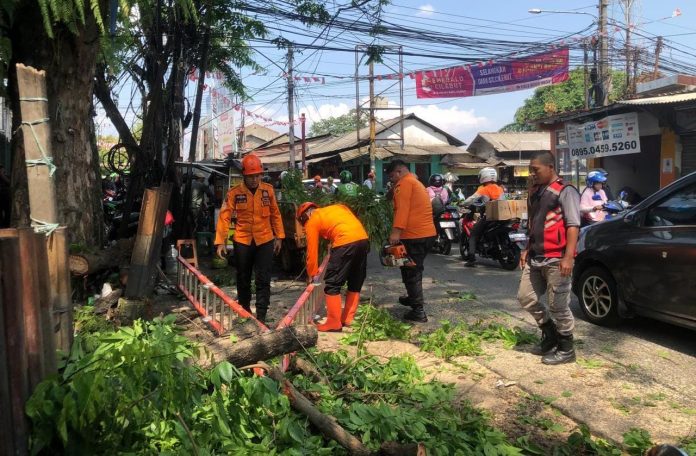Pohon tumbang CIlebut