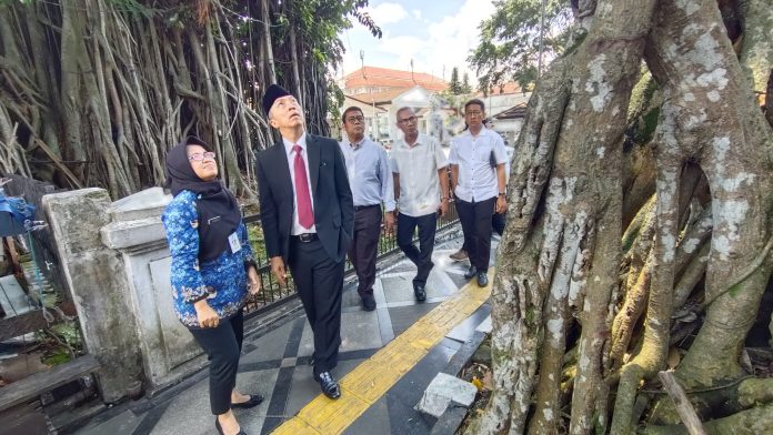 Berpotensi Membahayakan, Dedie Rachim Instruksikan Pemangkasan Pohon Karet Kebo