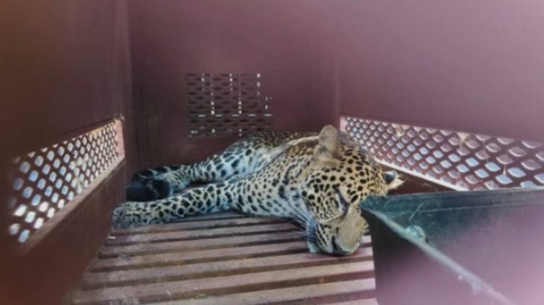 Macan Tutul Masuk Hotel Anugerah Bandung. Dari Mana Asalnya?