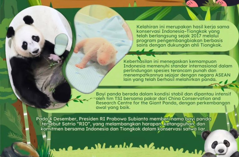 Indonesia Cetak Sejarah Konservasi: Bayi Panda “Rio” Lahir di Taman Safari Cisarua