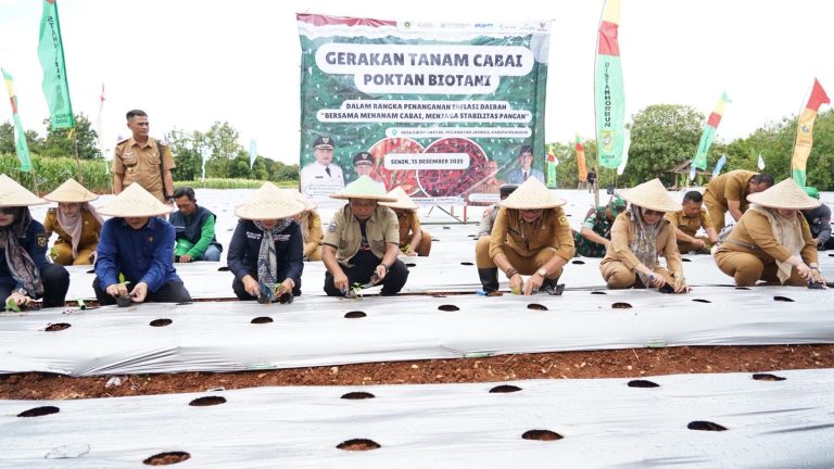 Kendalikan Inflasi Daerah, Pemkab Bogor Lakukan Penanaman Cabai Bersama Poktan Biotani