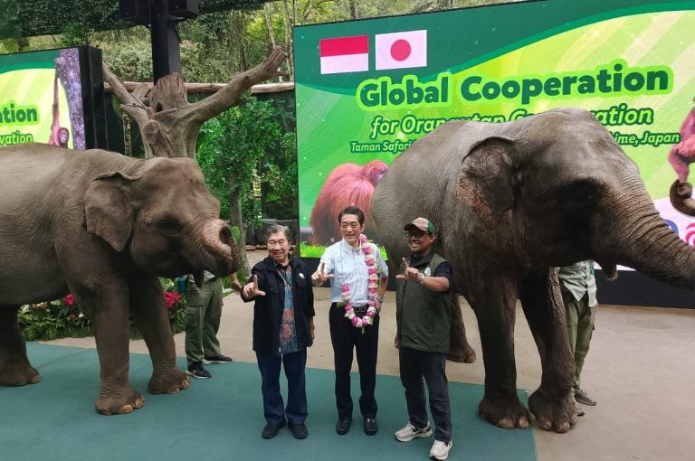Upaya Konservasi Satwa Orangutan, Taman Safari Indonesia (TSI) Perkuat Kerjasama dengan Jepang