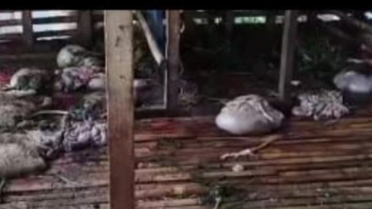 Pencurian Kambing di Tanah Sareal Bogor, 12 Ekor Disembelih dan Hanya Tinggalkan Jeroan