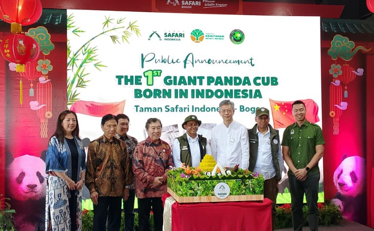 Pemerintah Sambut Baik Kehadiran Bayi Panda Pertama di Indonesia, Diberi Nama Satrio Wiratama