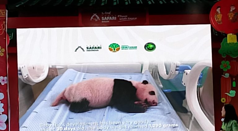 Kelahiran Bayi Panda di TSI Bogor Perkuat Posisi Indonesia sebagai Penggerak Konservasi Global