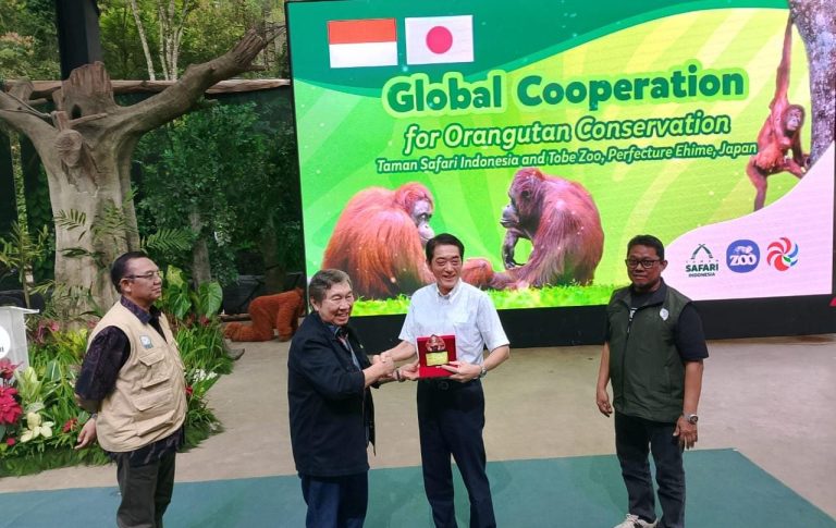 Upaya Lindungi Orangutan, Taman Safari Indonesia Gandeng Jepang