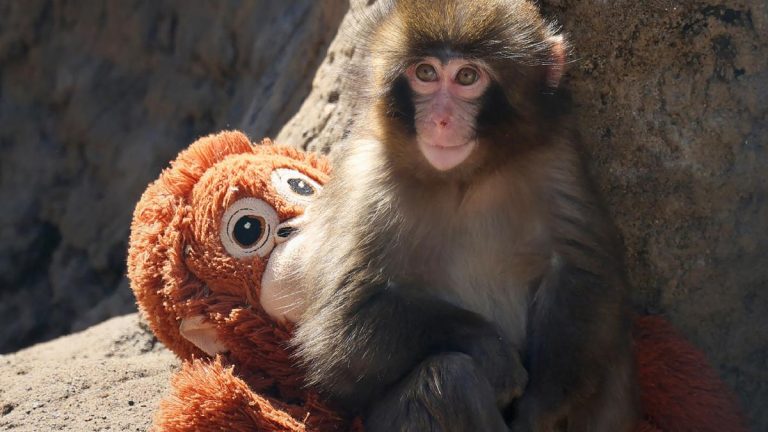 Siapa Punch? Ini Kisah Bayi Monyet di Jepang yang Ditinggal Induknya dan Jadikan Boneka Orangutan sebagai Ibu