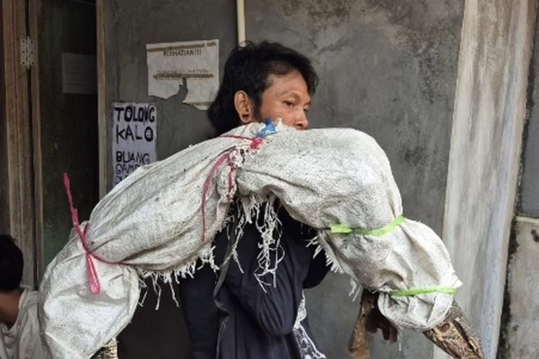Viral Rekaman Pria Bawa Karung di Tambora, Dikira Mayat Ternyata Biawak