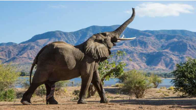 Pemerintah Larang Wisata Tunggang Gajah di Seluruh Indonesia