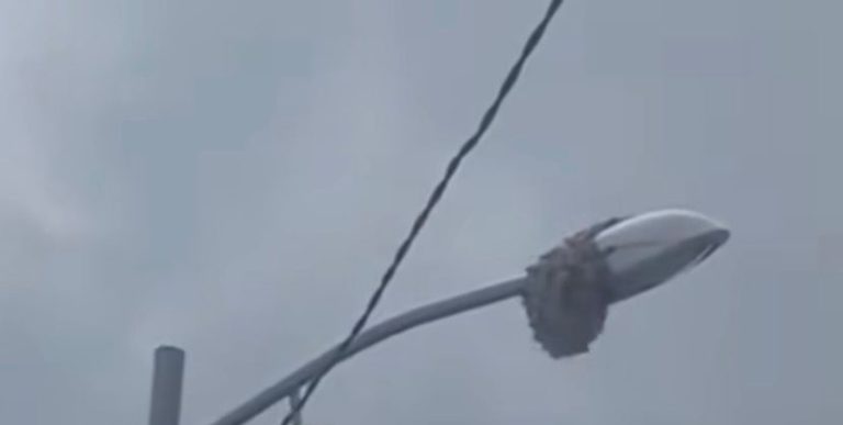 Sarang Tawon Raksasa di Lampu PJU Resahkan Warga, Minta Evakuasi Damkar