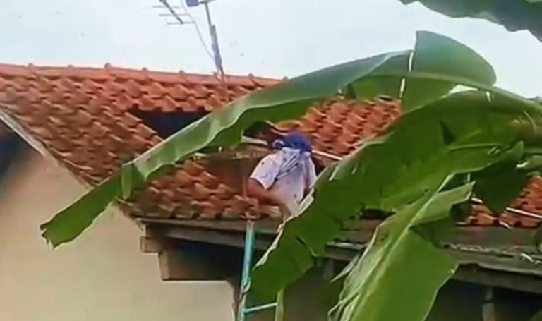 Masinis 53 Tahun di Cilacap Meninggal Diserang Tawon Vespa Saat Bersihkan Toren Air, Warga Sempat Kesulitan Evakuasi