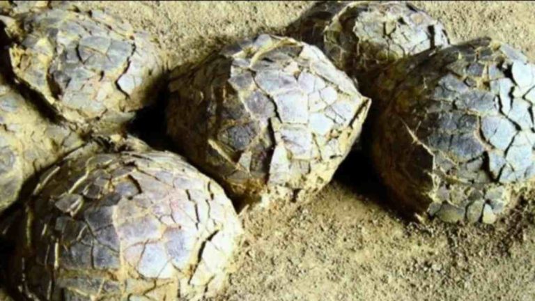 Ratusan Telur Dinosaurus Ditemukan di Prancis, Ilmuwan Ungkap Situs Bertelur Massal 70 Juta Tahun