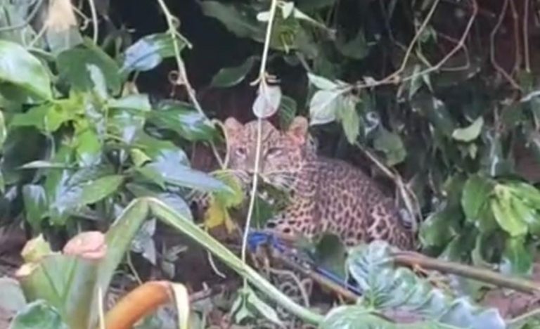 Masuk Pemukiman Warga Cisarua Bogor, Macan Tutul Dievakuasi TSI dan BKSDA
