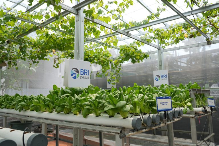 Dari Kartini untuk Bumi: BRI Berdayakan Perempuan Lewat Urban Farming Program BRInita