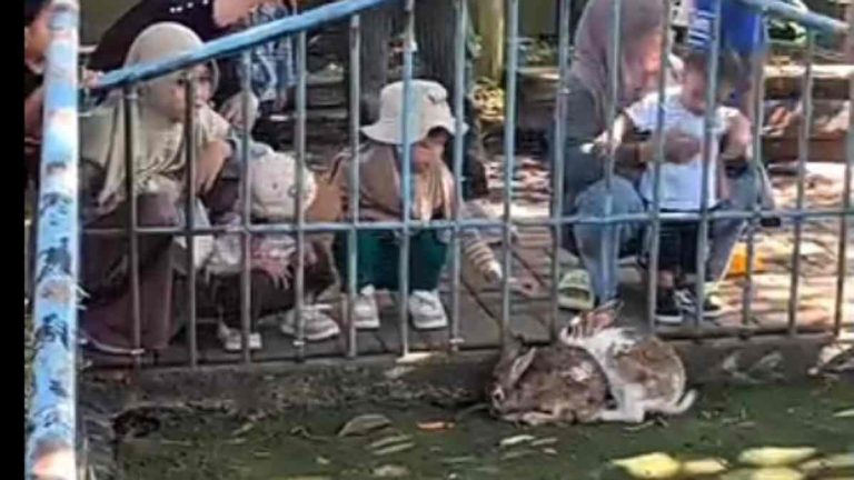 Mini Zoo Cibinong Jadi Primadona Baru Wisata Keluarga di Cibinong