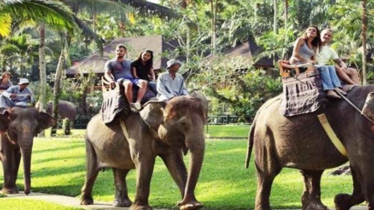 Pemerintah Stop Wisata Menunggang Gajah, Aktivitas Wisata Dialihkan ke Edukasi Satwa