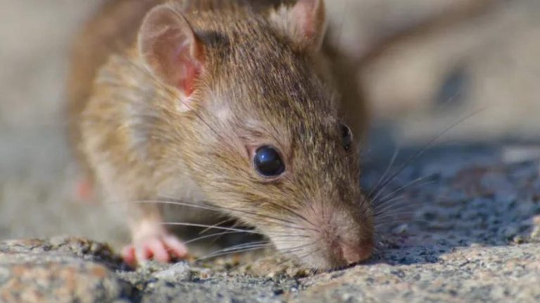 Arti Hanta dalam Bahasa Ibrani Viral, Benarkah Hantavirus Berarti Omong Kosong? Ini Faktanya