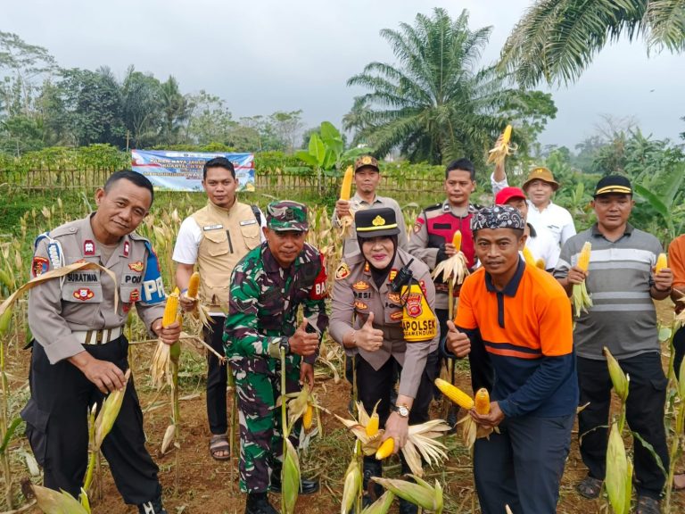 Panen Raya Jagung Hibrida di Megamendung Disiarkan Bersama Presiden & Kapolri, Polsek Megamendung dan Muspika Dukung Asta Cita Ketahanan Pangan