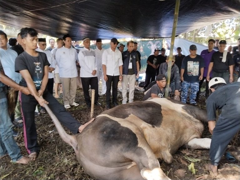 Sapi Kurban Presiden Disalurkan ke Kayumanis, Bobot Capai 1 Ton Lebih