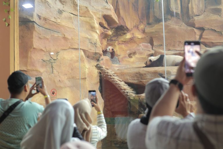 Untuk Pertama Kalinya, Rio Menyapa Publik dari Habitatnya di Taman Safari Indonesia