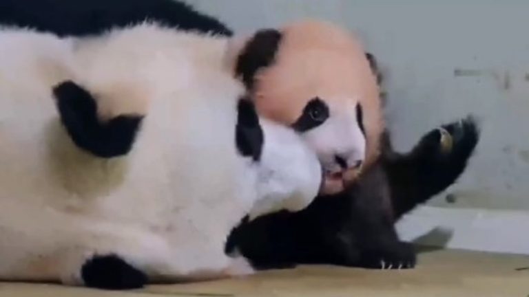 Rio Si Panda Raksasa Indonesia Bersiap Muncul di Istana Panda Taman Safari Bogor