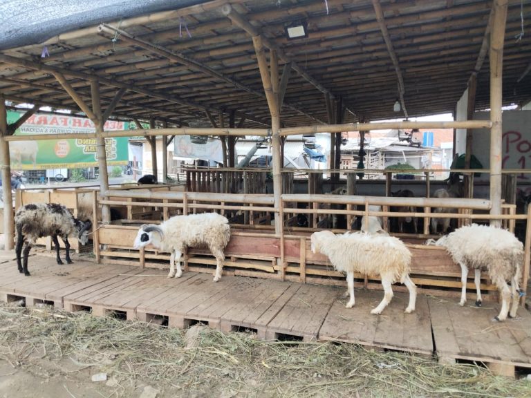 Penjualan Hewan Kurban di Nanggewer Bogor Mulai Ramai, Harga Kambing dan Sapi Naik Jelang Iduladha 2026