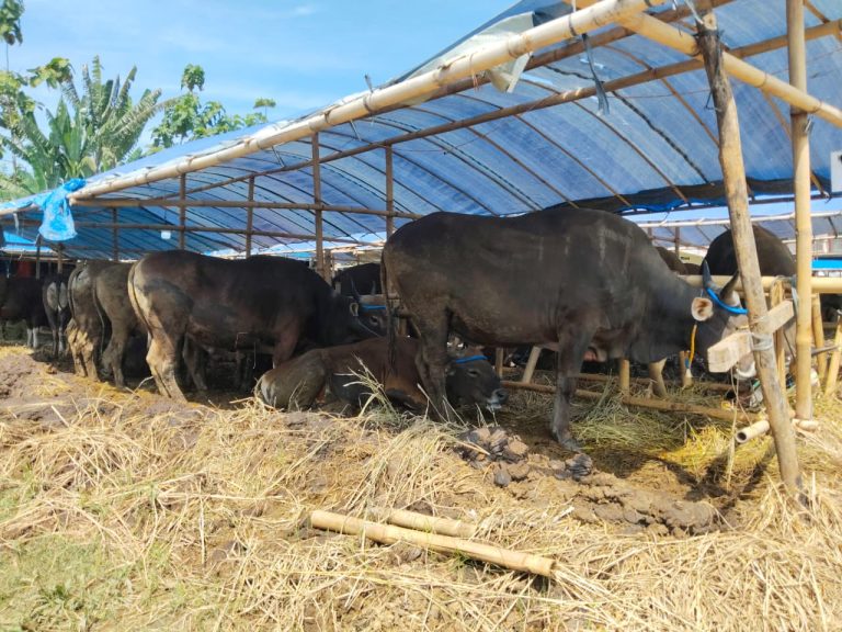 Lapak Penjual Hewan Kurban di Bogor Diserbu Pembeli, Harga Sapi Mulai dari Rp13 Juta’an