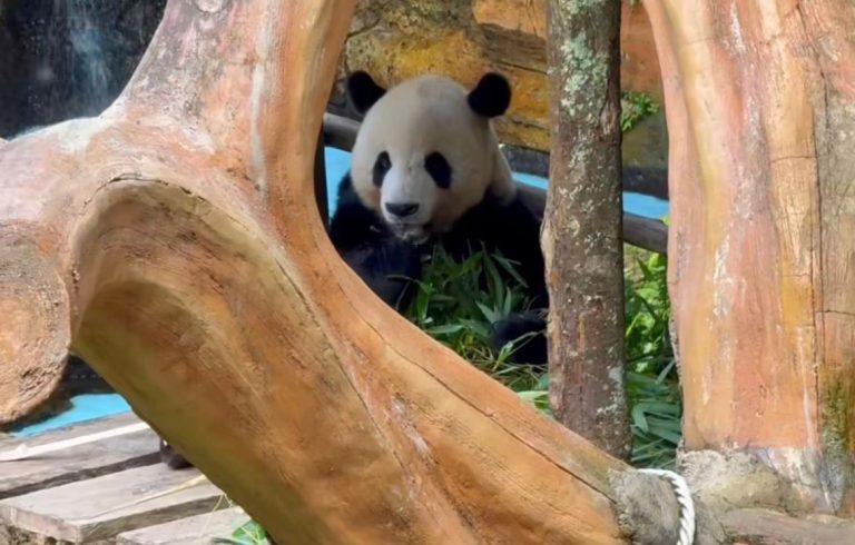 Mau Lihat Baby Panda Gratis di Taman Safari Bogor? Cek Syaratnya!
