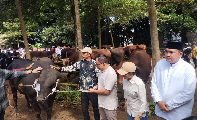 Pemkab Bogor Akan Sembelih Sapi Seberat 1,2 Ton Pemberian Prabowo di Masjid Nurul Wathon