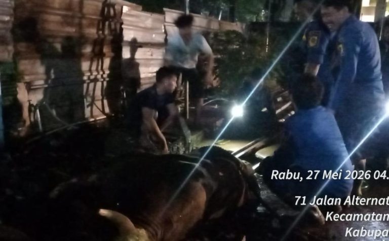 Hendak Disembelih, Sapi Kurban di Tajurhalang Mengamuk hingga Masuk Gorong-Gorong