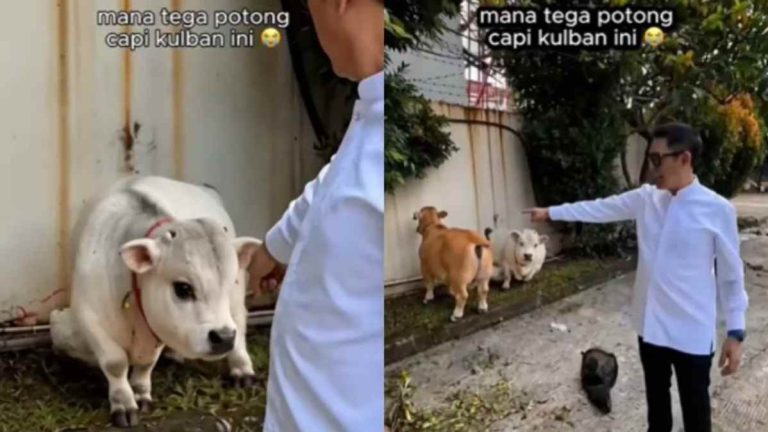 Sapi Kurban Eko Patrio Jenis Apa? Sapi Pendek Mirip Boneka Ini Bikin Media Sosial Heboh