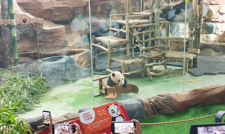 Bayi Panda Pertama di Indonesia, Satrio Wiratama “Rio” Resmi Diperkenalkan ke Publik